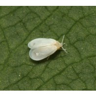 Whitefly