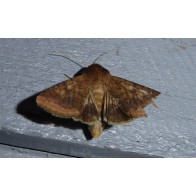 Tomato fruitworm moth