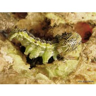 Tomato fruitworm (caterpillar)