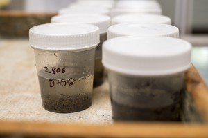 PN LAB SOIL large 0536