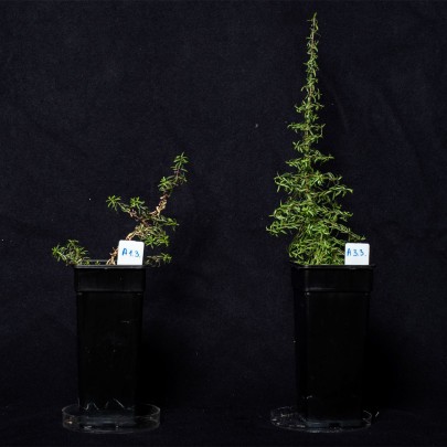 Manuka in Familiar soil under warming treatment (left) and control (right) Manuka in Familiar soil under warming treatment (left) and control (right)