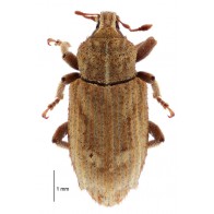 Vegetable weevil