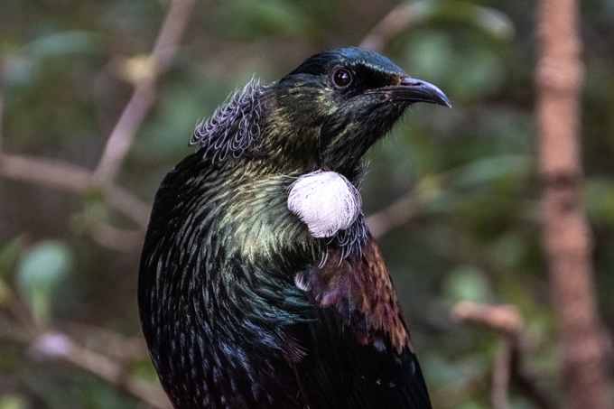 Tūī at Orokonui Ecosanctuary