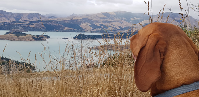 Exploring Christchurch's Port Hills