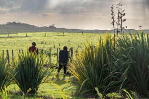Walking through harakeke (NZ flax)