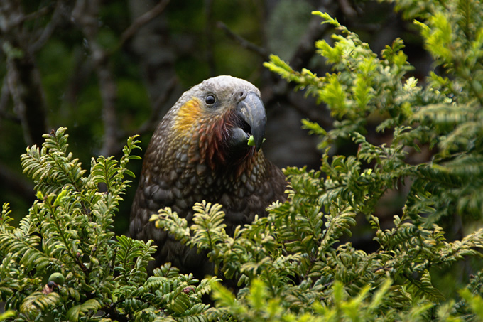 Kākā