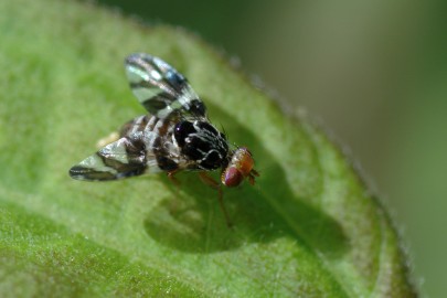 A close-up look at the chromolaena gall fly [Cecidochares connexa]. Photo credit: Supplied C/Wilson