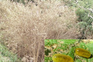 A heavily defoliated buddleia bush in Northland. Inset: Buddleia weevil larvae and damage