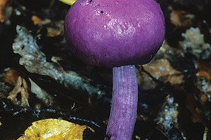 A purple pouch fungus