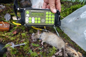 A rat fitted with a radio collar in Lake Alabaster