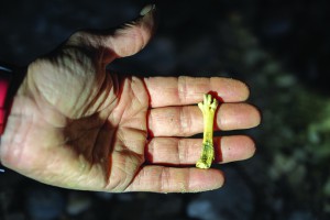 A tarsometatarsus lower leg bone of the extinct Finschs duck