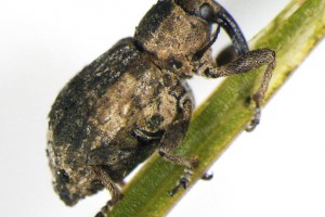 Adult weevil