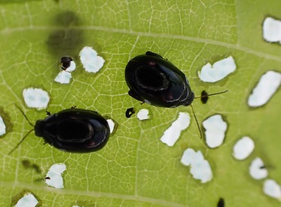Two African tulip tree flea beetles destined for the Cook Islands