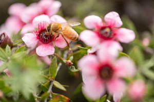 Bee on manuka