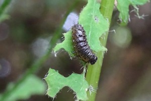 Chrysomelid larva feeding on Chilean flame creeper