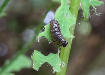 Chrysomelid larva feeding on Chilean flame creeper