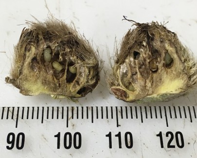 Gall fly larvae inside damaged seedhead