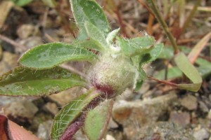 Hieracium with a wasp gall