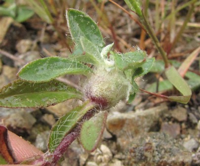 Hieracium with a wasp gall