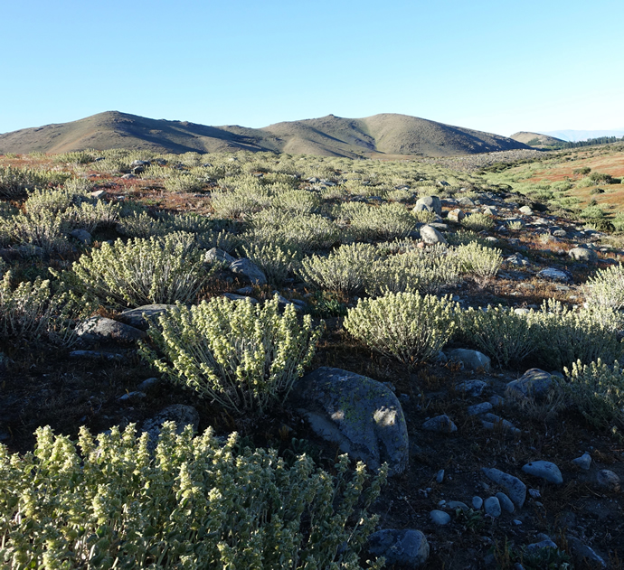 Horehound Mackenzie Basin