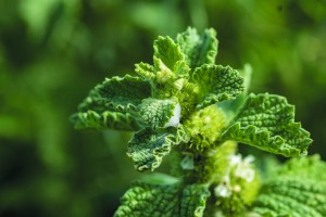 Horehound