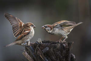 House sparrows (tiu) are among three introduced species showing moderate short-term declines nationally. Photo credit: Manaaki Whenua/Jill Lancaster