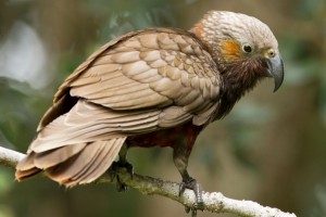 Kākā. Image: Neil Fitzgerald