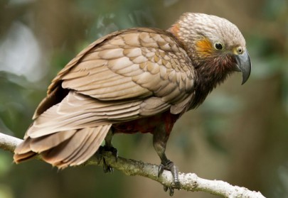 Kākā. Image: Neil Fitzgerald