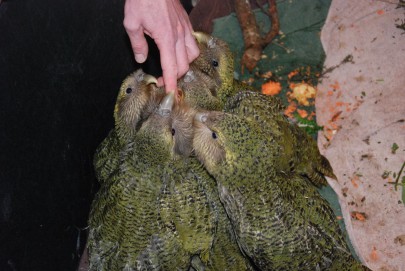 Kākāpō chicks in the 2016 breeding season. Image: Alex Boast
