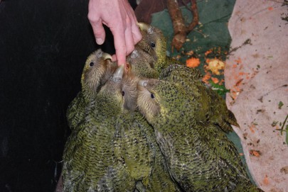 Kākāpō chicks in the 2016 breeding season. Image: Alex Boast Kākāpō chicks in the 2016 breeding season. Image: Alex Boast