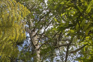 Kauri forest in Cascades