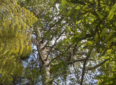 Kauri forest in the Cascades, Waitakere Ranges, West Auckland