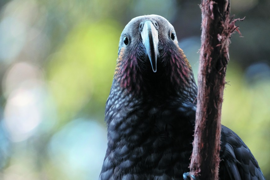 Our pest control work in sanctuary areas is critical to the survival of native species