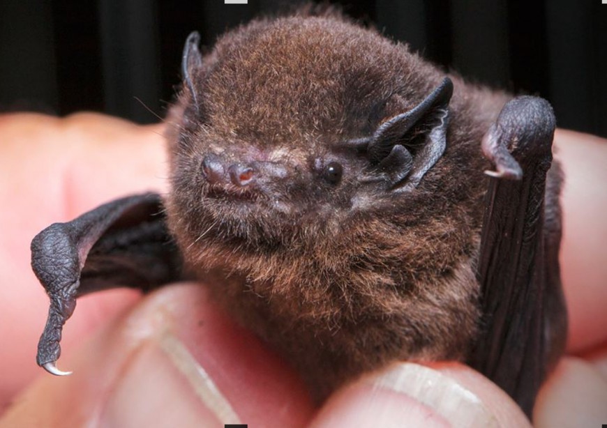The long-tailed bat – pekapeka whiore roa ([Chalinolobus tuberculatus]) 