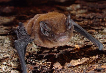 Female long tailed bat. Image: Colin O'Donnell, DOC
