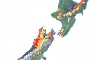 Map of NZ showing beech forest flowering