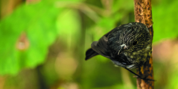 NZ robin toutouwai
