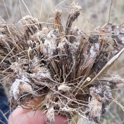 Nassella tussock with characteristic white mycelium.