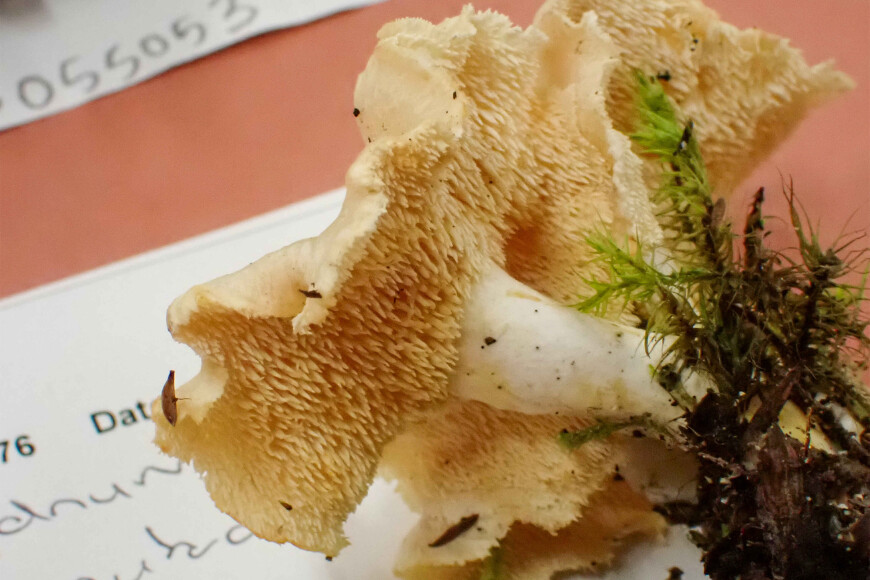 On the specimen table at the Fungal Foray On the specimen table at the Fungal Foray