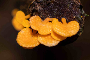 Orange pore fungus Favolaschia calocera