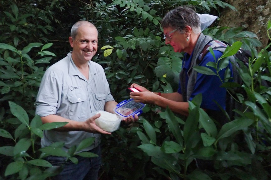 MWLR’s Quentin Paynter and Maja Poeschko from the Cook Islands Ministry of Agriculture releasing the beetles into the trees 