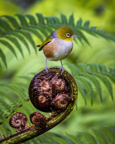 Graham Murphy caught a shot of this silvereye amongst the ponga (silver ferns) in his backyard. Photo credit: Manaaki Whenua/Graham Murphy