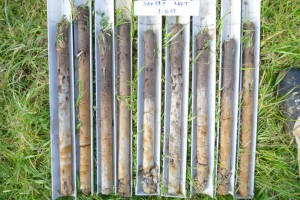 Soil cores from an Ultic soil under pasture