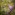  Amy Boyce caught a brilliant shot of a song thrush that was chosen as the winner of the NZ Garden Bird photo competition State of NZ Garden Birds | Te āhua o ngā manu o te kāri i Aotearoa 2023 report. Photo credit Manaaki Whenua/Amy Boyce Image