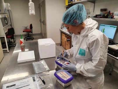 The African tulip tree flea beetles being packed up in the Manaaki Whenua containment facility in Auckland by technician Stephanie Morton.