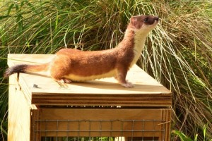 Stoat on trap. Image: John Hunt