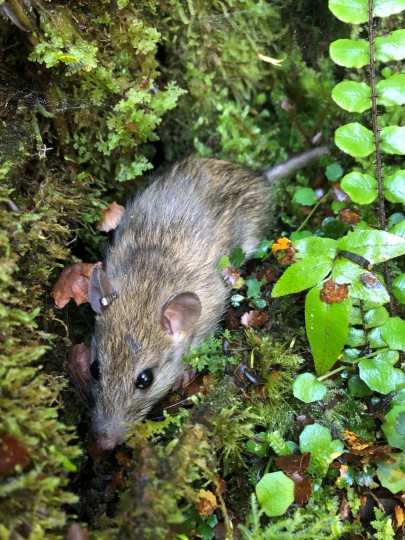 Tagged rat. Image: Morgan Coleman