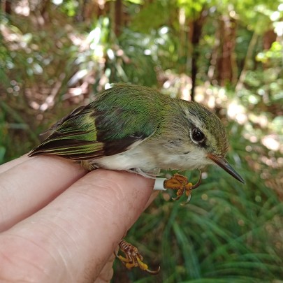 Titipounamu (rifleman)