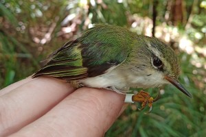 Titipounamu (rifleman)