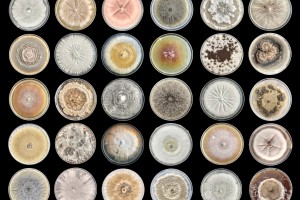 Cultures in petri dishes. Image:  Shara van der Pas, CC BY-SA